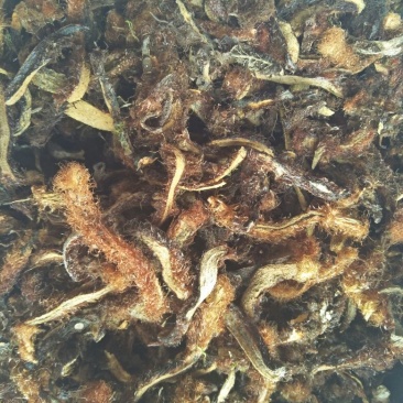 骨碎补，带毛纯野生
