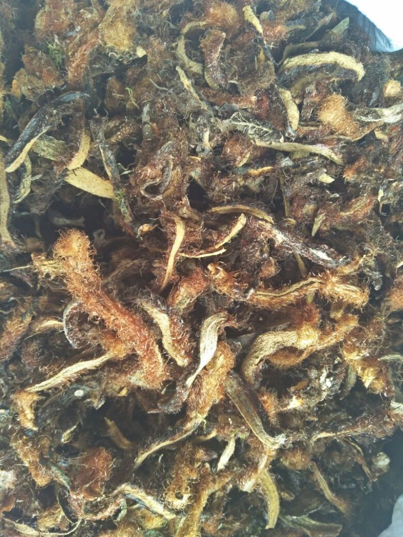骨碎补，带毛纯野生