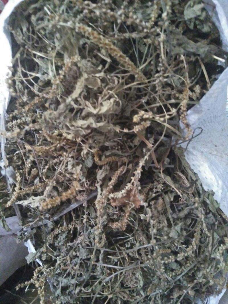 车前草