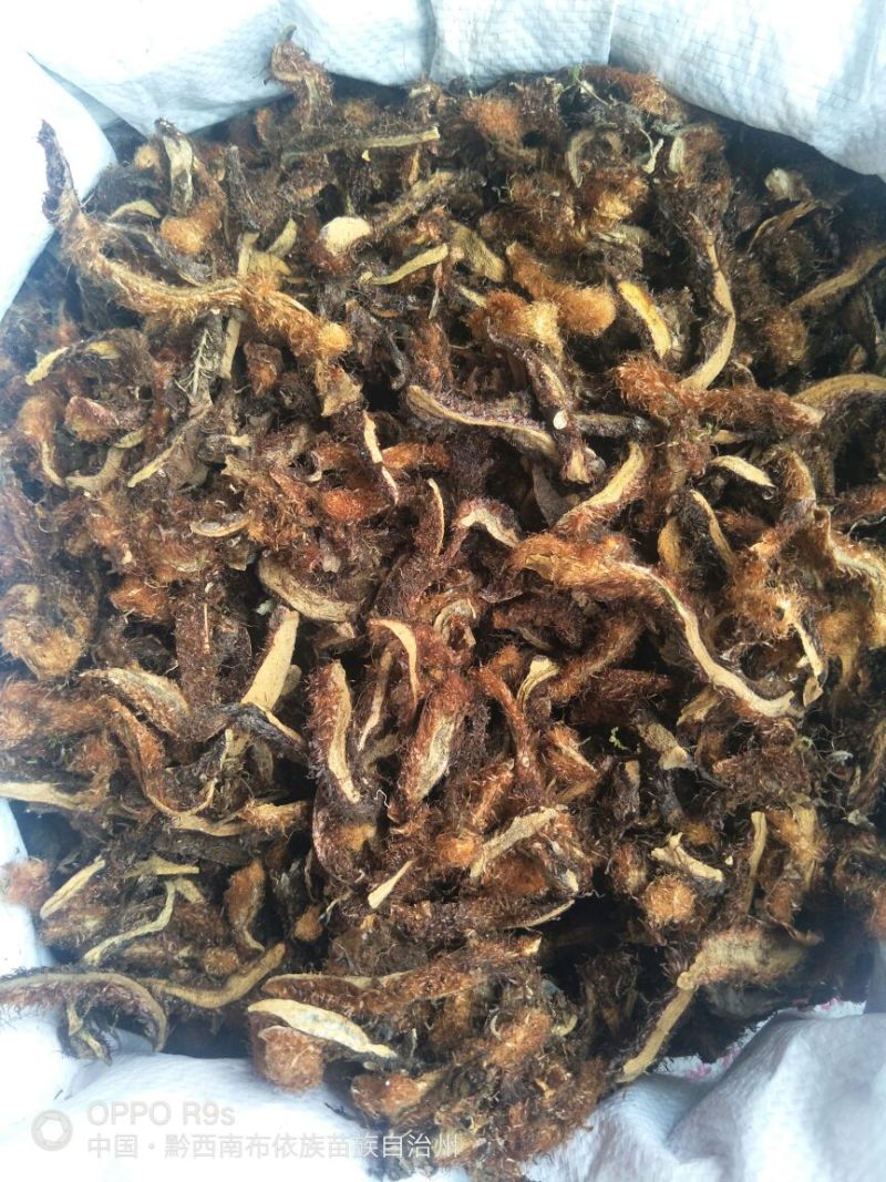 骨碎补