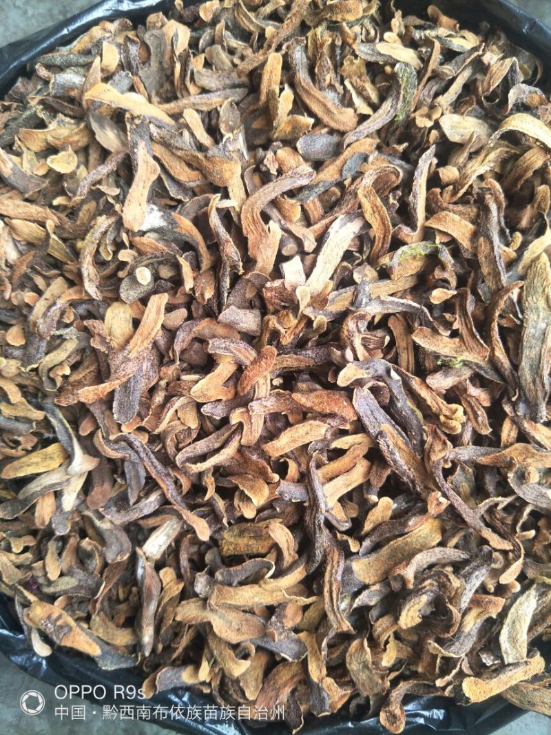 骨碎补