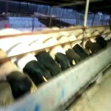 杜泊羊，黑头杜泊羊，杜寒杂交羊，头胎怀孕羊二胎怀孕都有