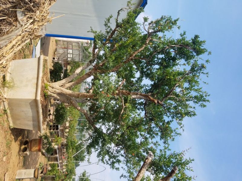 石榴树，造型石榴树盆景基地直供量大价优别墅园林可用