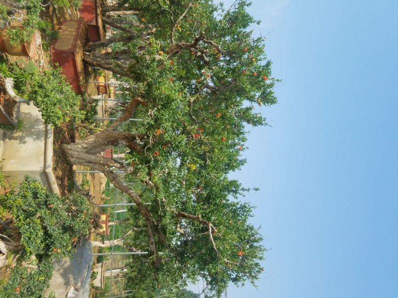 石榴树，造型石榴树盆景基地直供量大价优别墅园林可用