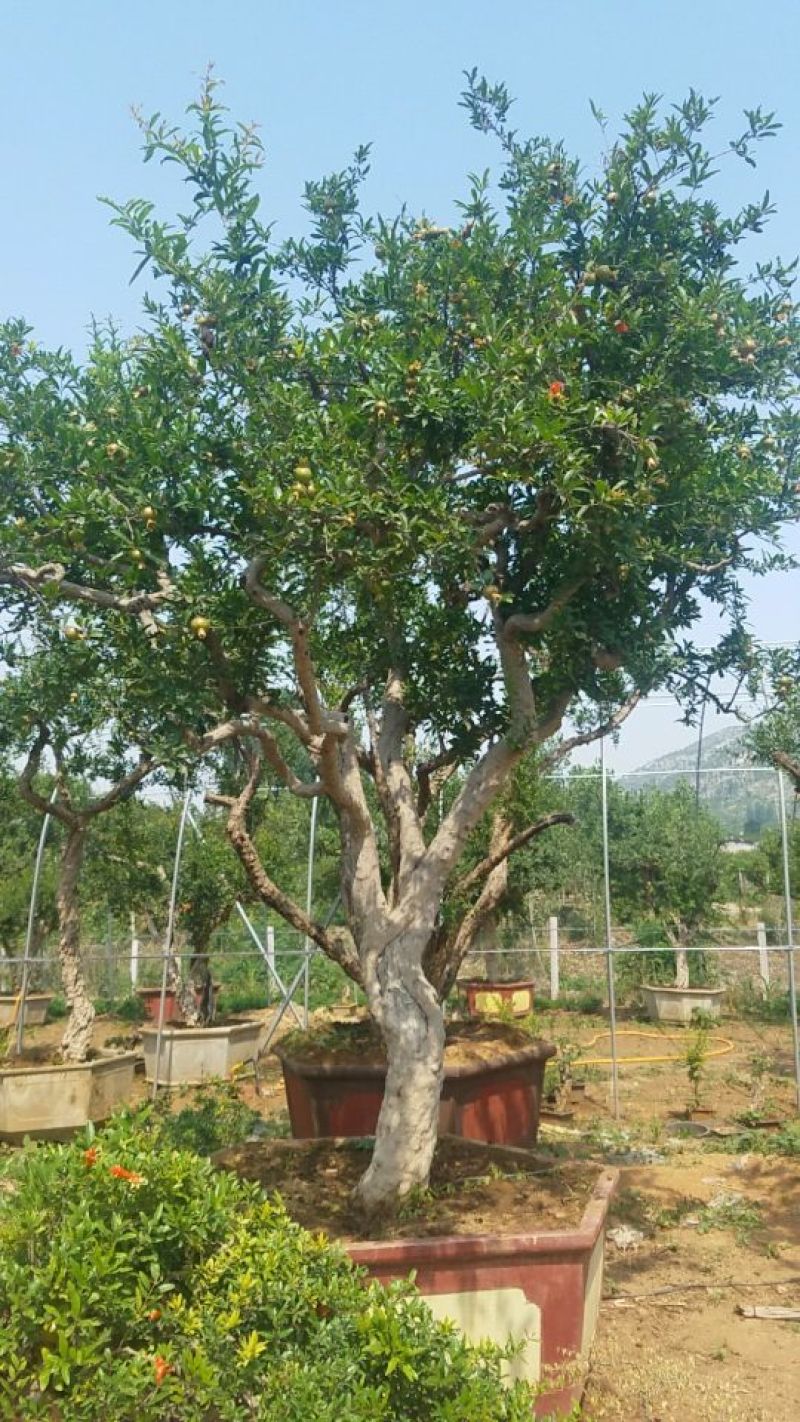 石榴树，造型石榴树盆景基地直供量大价优别墅园林可用