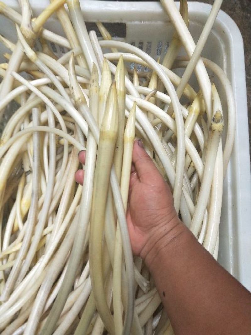 供应湘潭县梅林桥藕带莲带