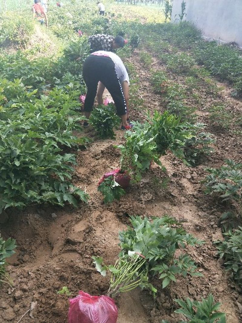 热销观赏牡丹花卉，三年生牡丹花苗，带土球提供技术