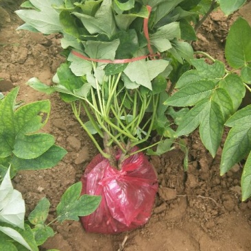 热销观赏牡丹花卉，三年生牡丹花苗，带土球提供技术