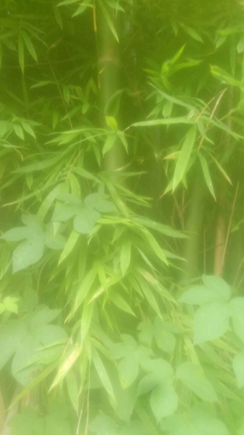 黄竹子