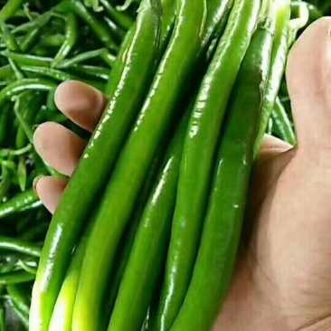 线椒11111111
