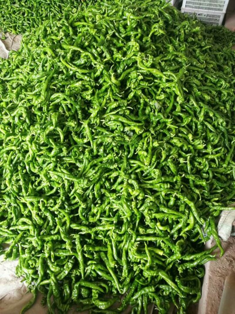 螺丝椒15~20厘米中辣青