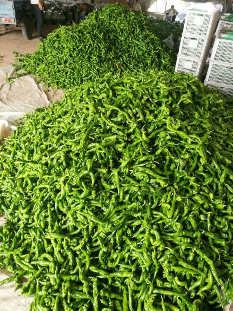 螺丝椒15~20厘米中辣青