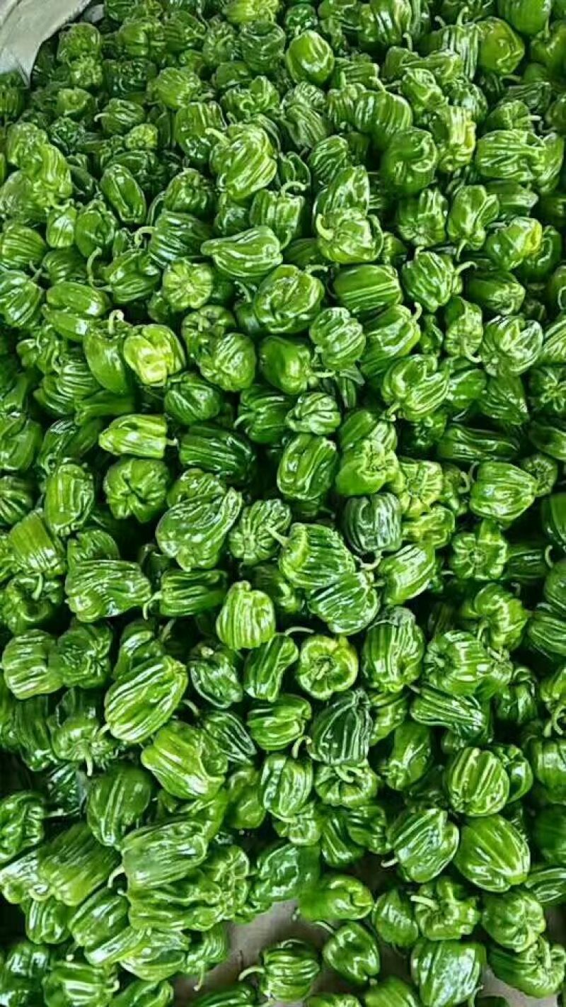 麻辣椒5~10厘米青微辣