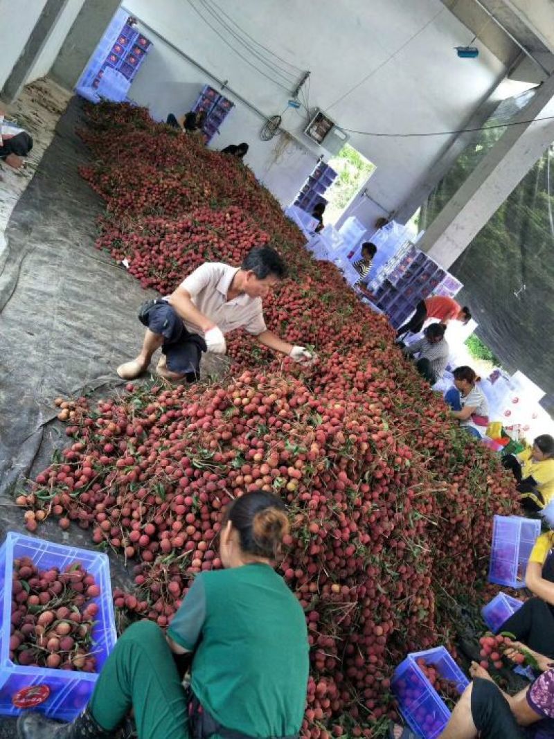 妃子笑荔枝