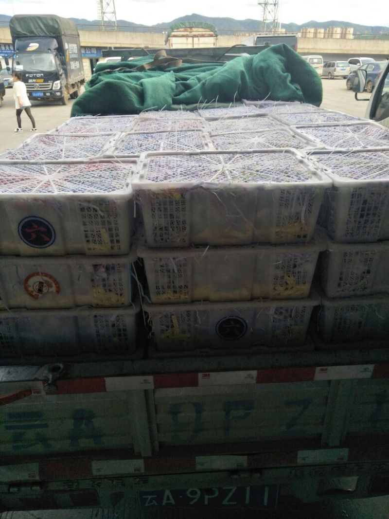 无花果丶