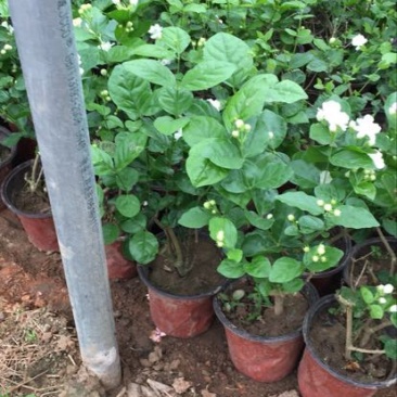 茉莉花带盆栽好