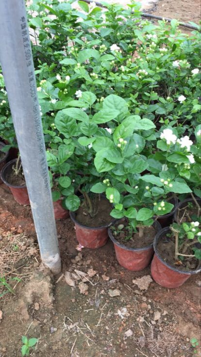 茉莉花带盆栽好