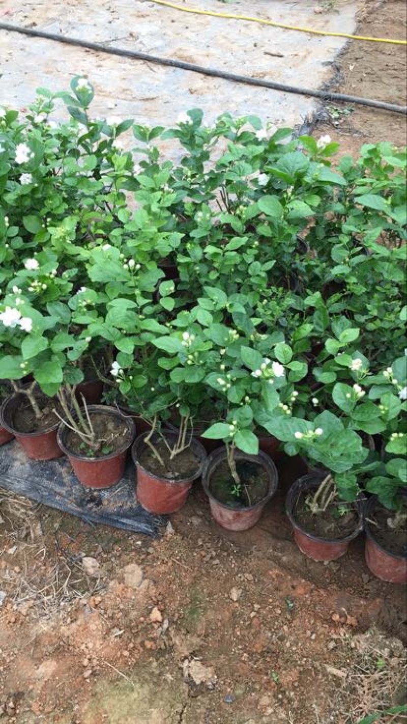茉莉花带盆栽好