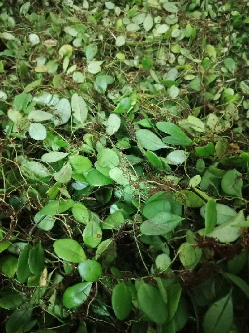 抱石莲野生抱石莲鲜货