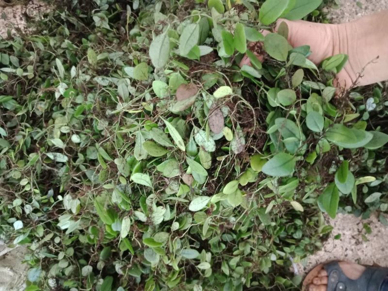 抱石莲野生抱石莲鲜货
