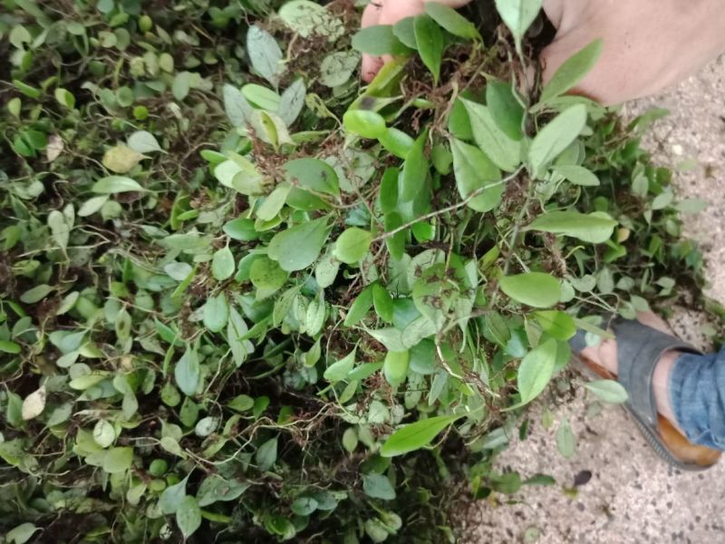 抱石莲野生抱石莲鲜货