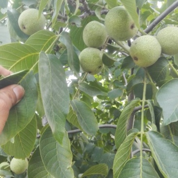青皮核桃大量上市