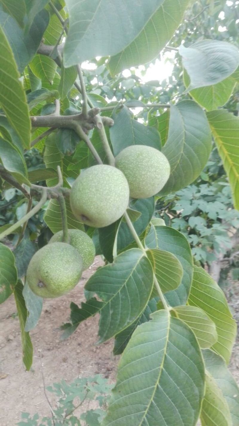 青皮核桃大量上市