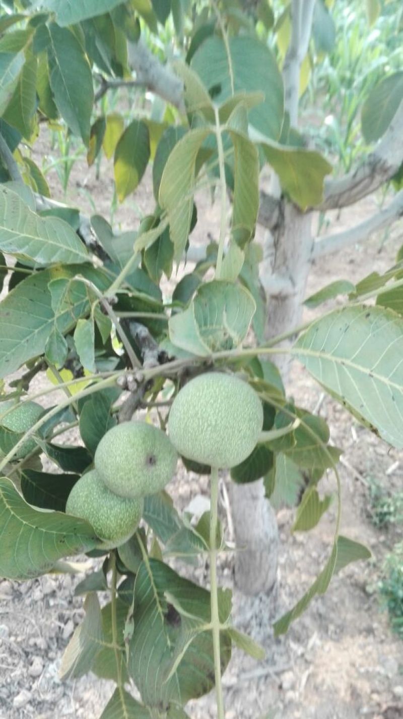 青皮核桃大量上市