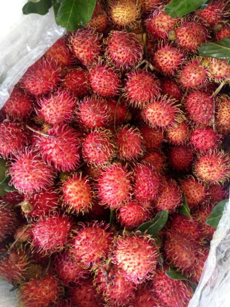 红毛丹