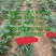 五指毛桃苗，基地大量现苗出售，种植提供种植技术，包回收…