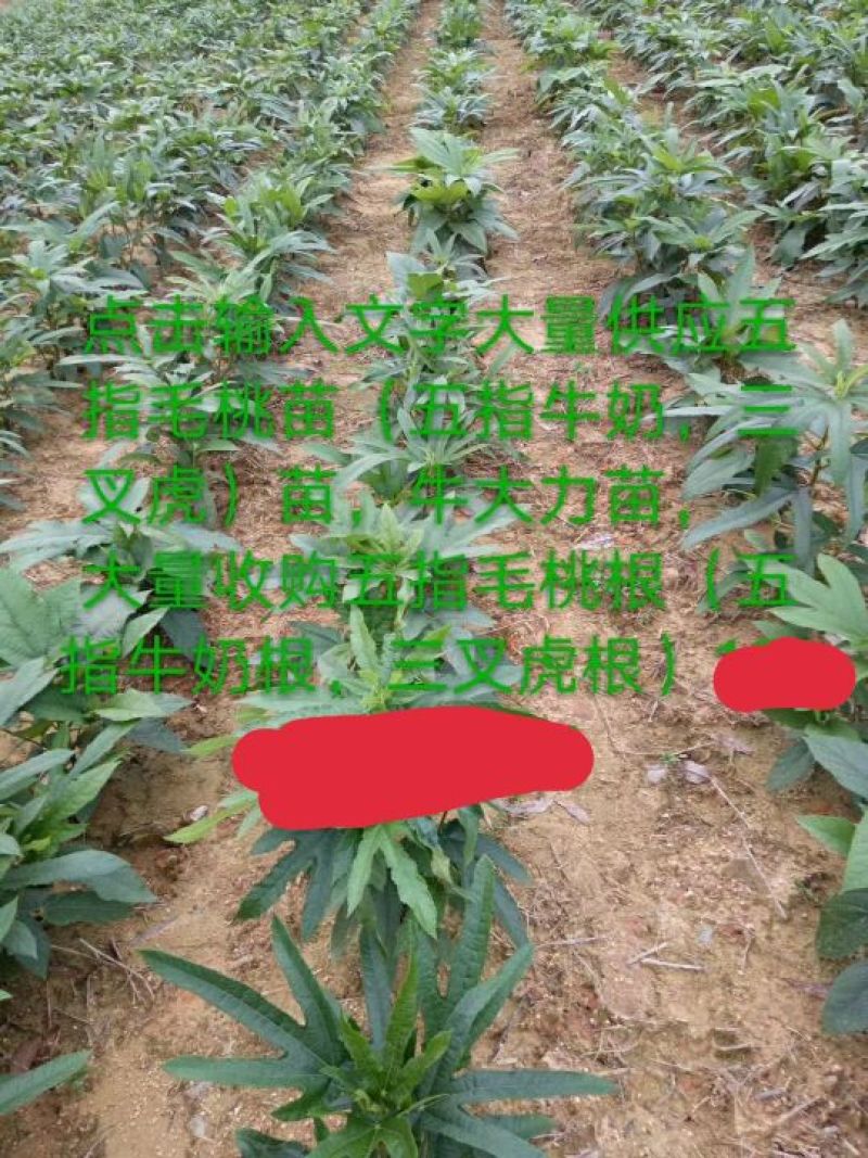 五指毛桃苗，基地大量现苗出售，种植提供种植技术，包回收…