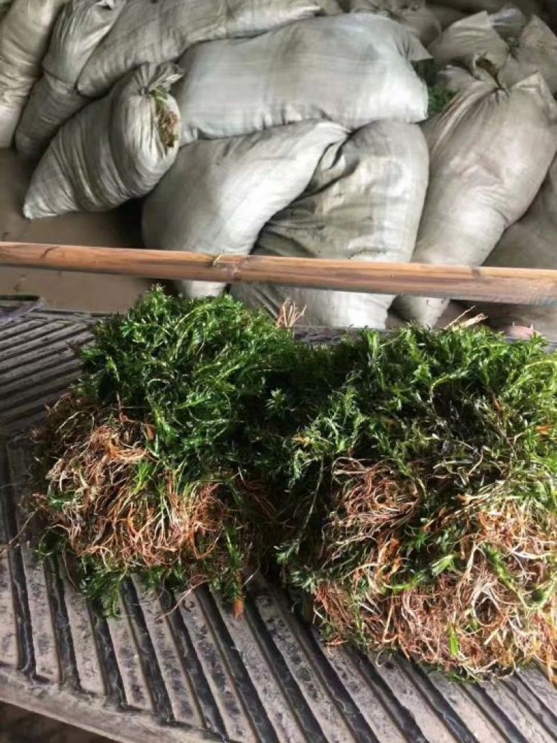 优质精选江苏轮叶黑藻价格优惠品质保障欢迎订购