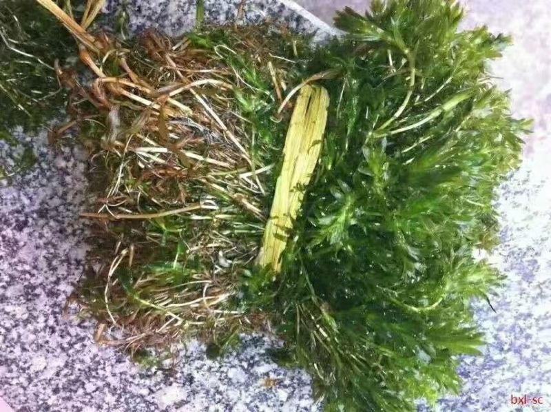 优质精选江苏轮叶黑藻价格优惠品质保障欢迎订购