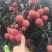 双肩玉荷苞荔枝2cm以上