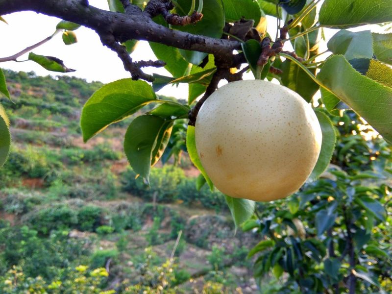 黄金梨
