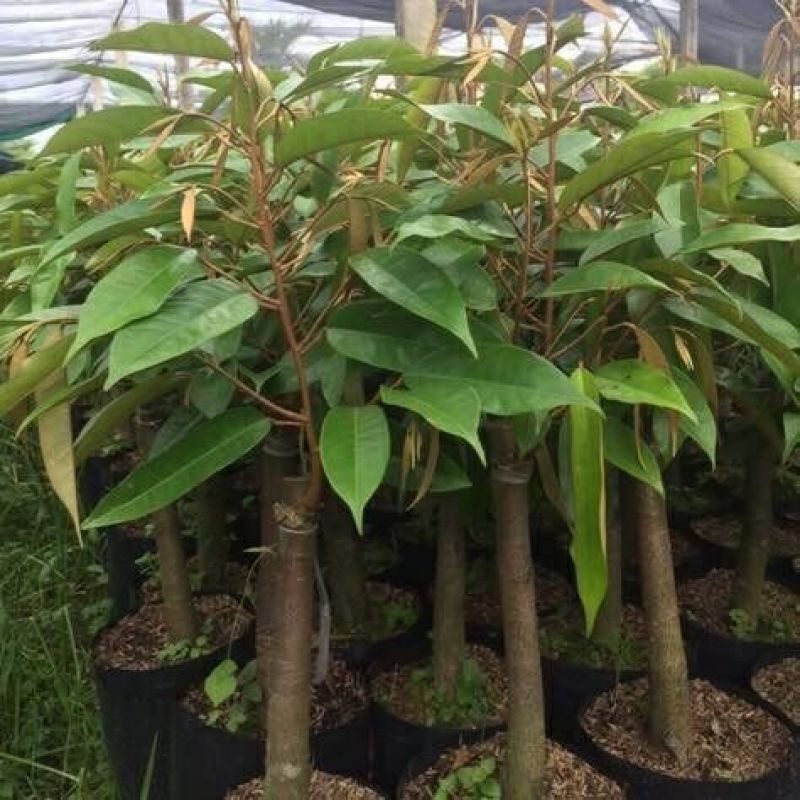 泰国榴莲猫山王榴莲苗金枕头榴莲