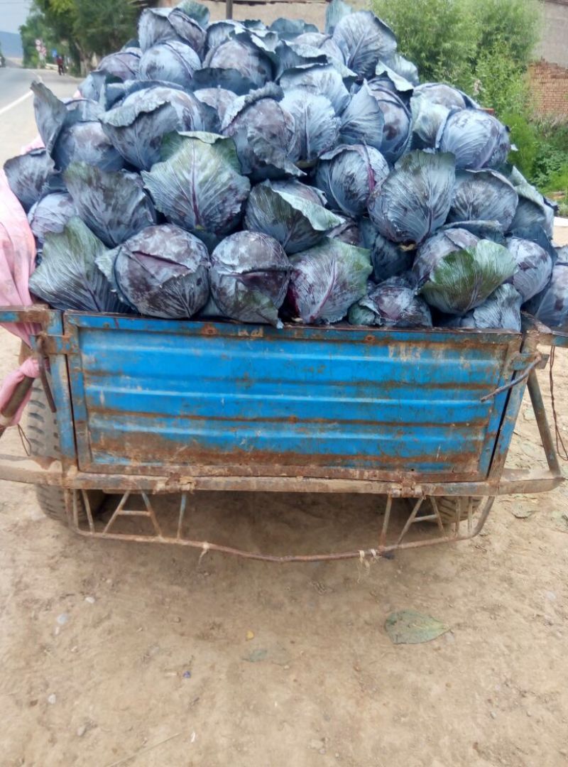 白粉精品紫甘兰已大量上市