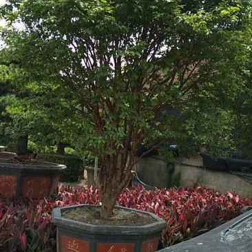 台湾嘉宝果