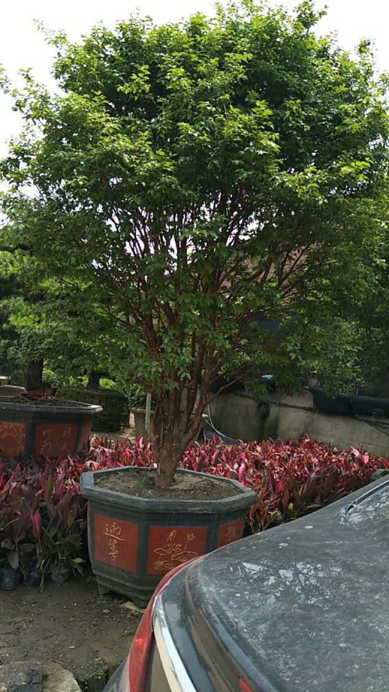 台湾嘉宝果
