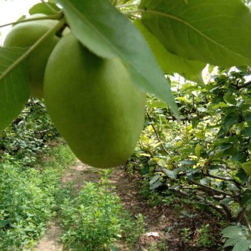 梨早熟梨