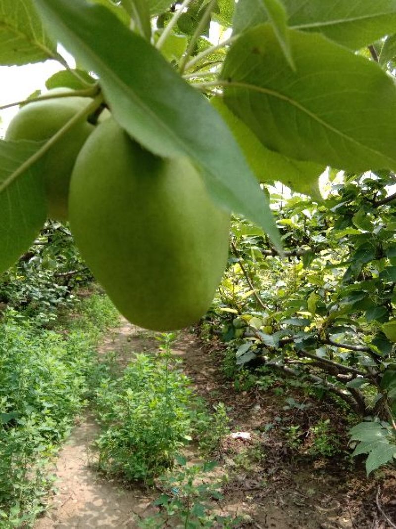 梨早熟梨