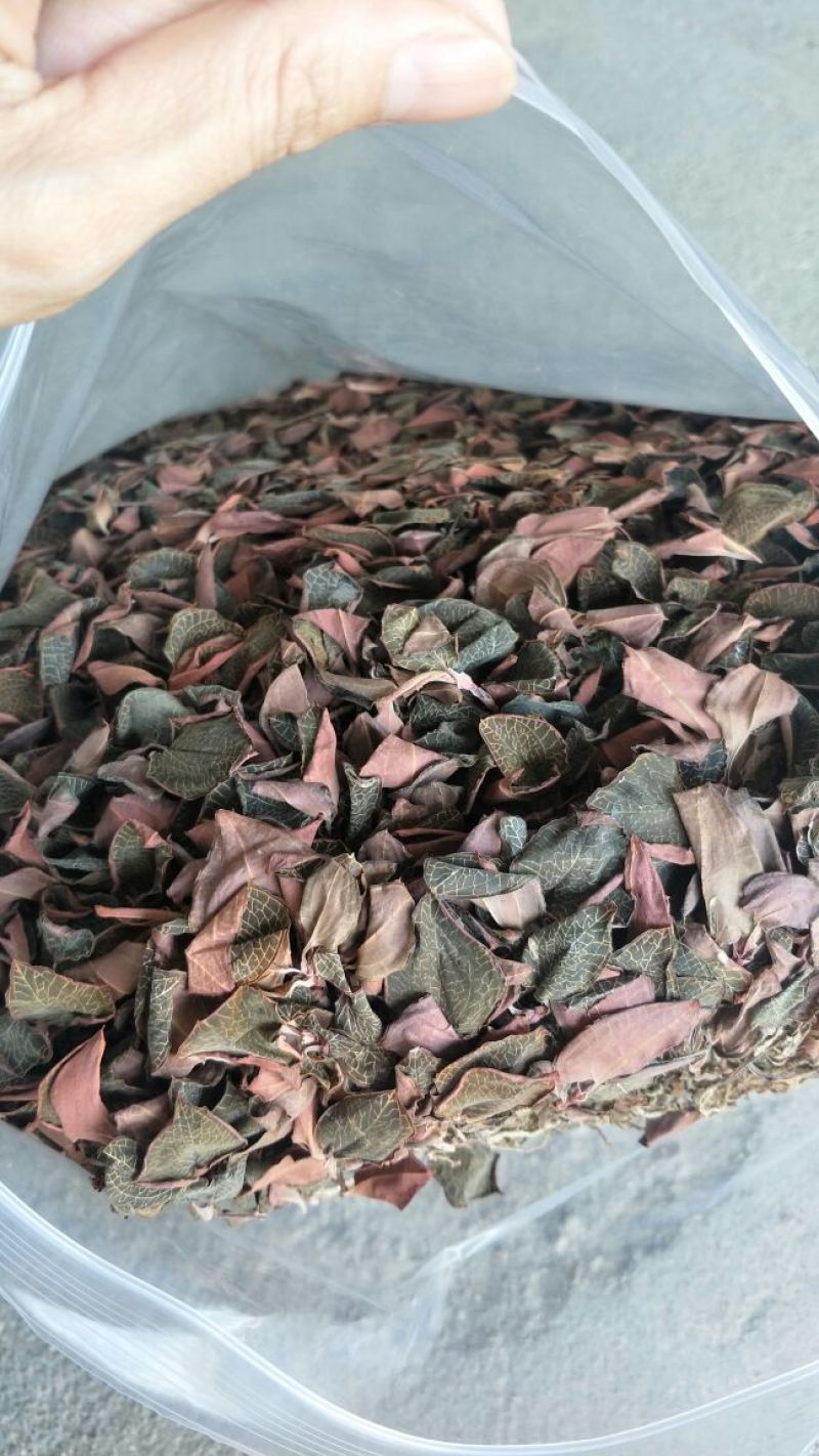 【闽之宝】金线莲干品本地红霞种植干品干货整株干品