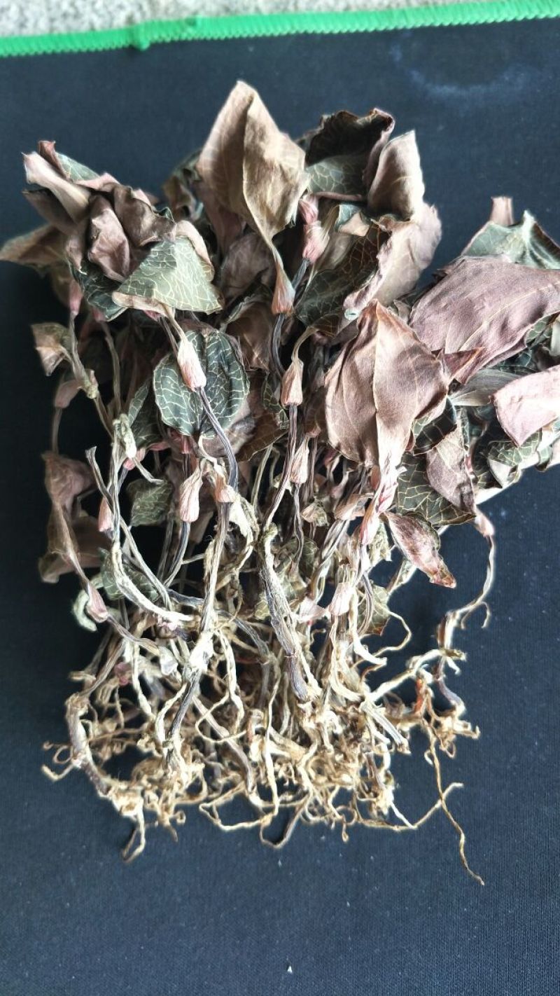 【闽之宝】金线莲干品本地红霞种植干品干货整株干品