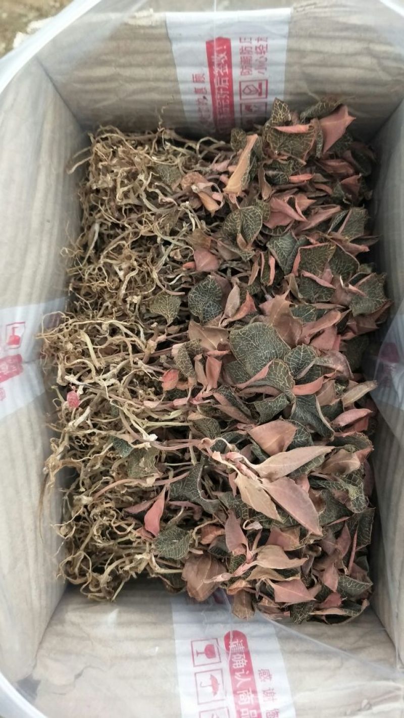【闽之宝】金线莲干品本地红霞种植干品干货整株干品