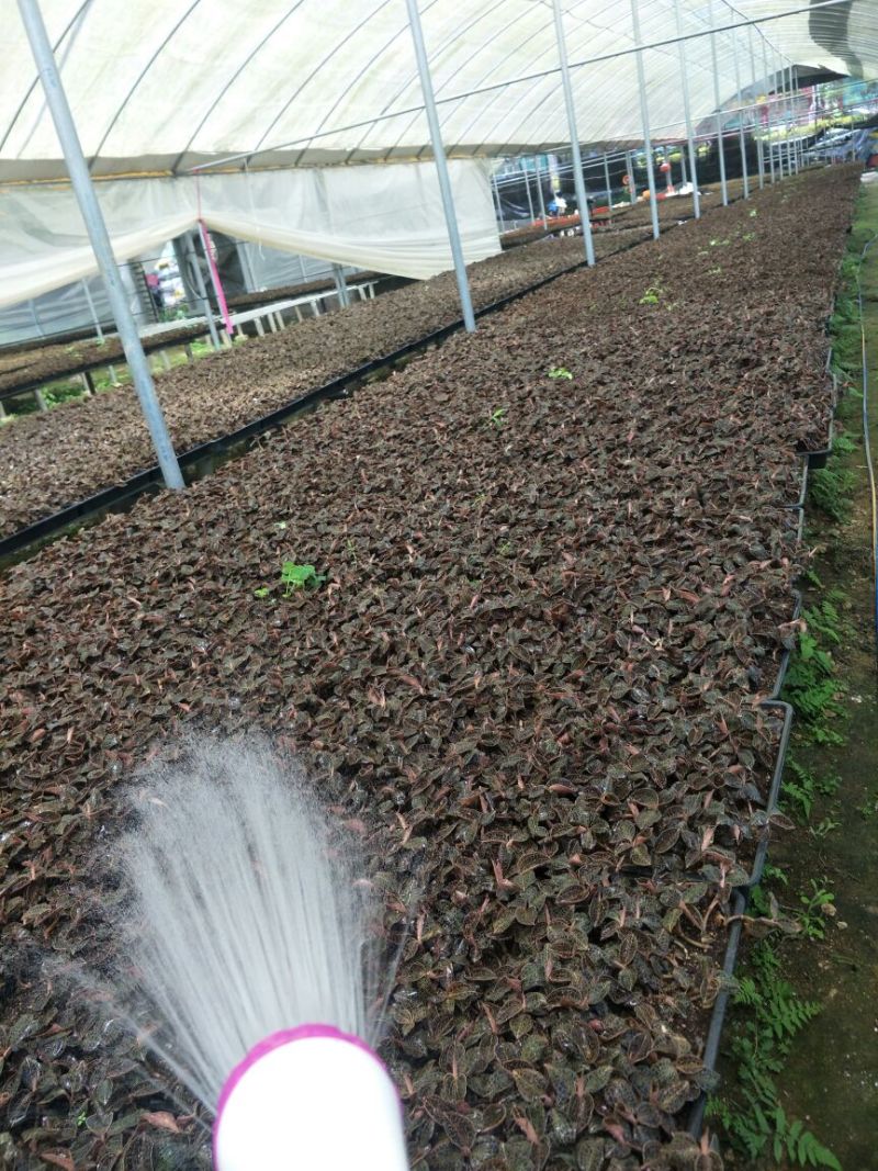 【闽之宝】金线莲干品本地红霞种植干品干货整株干品