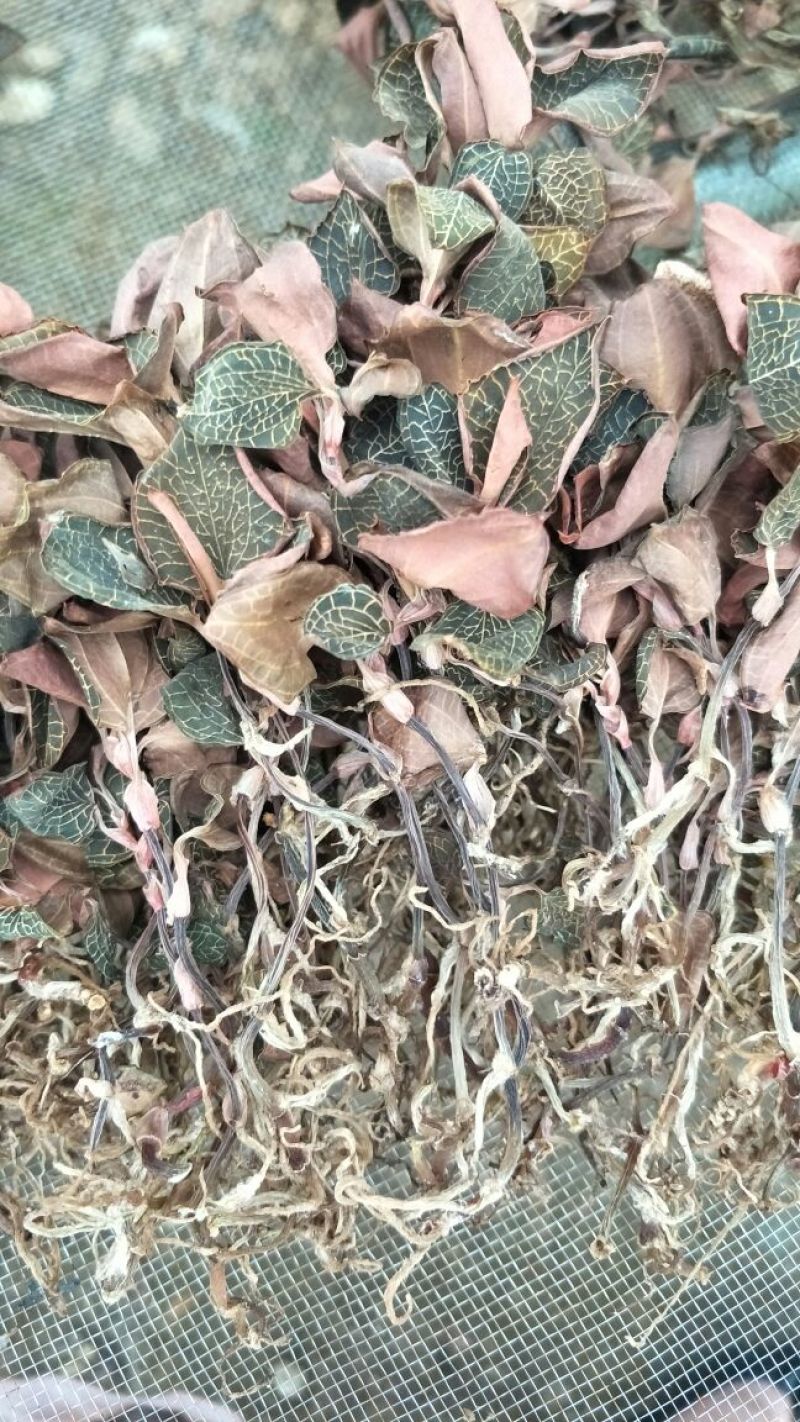 【闽之宝】金线莲干品本地红霞种植干品干货整株干品
