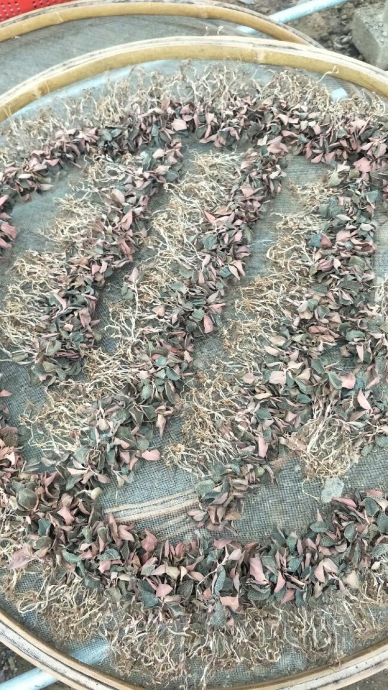 【闽之宝】金线莲干品本地红霞种植干品干货整株干品