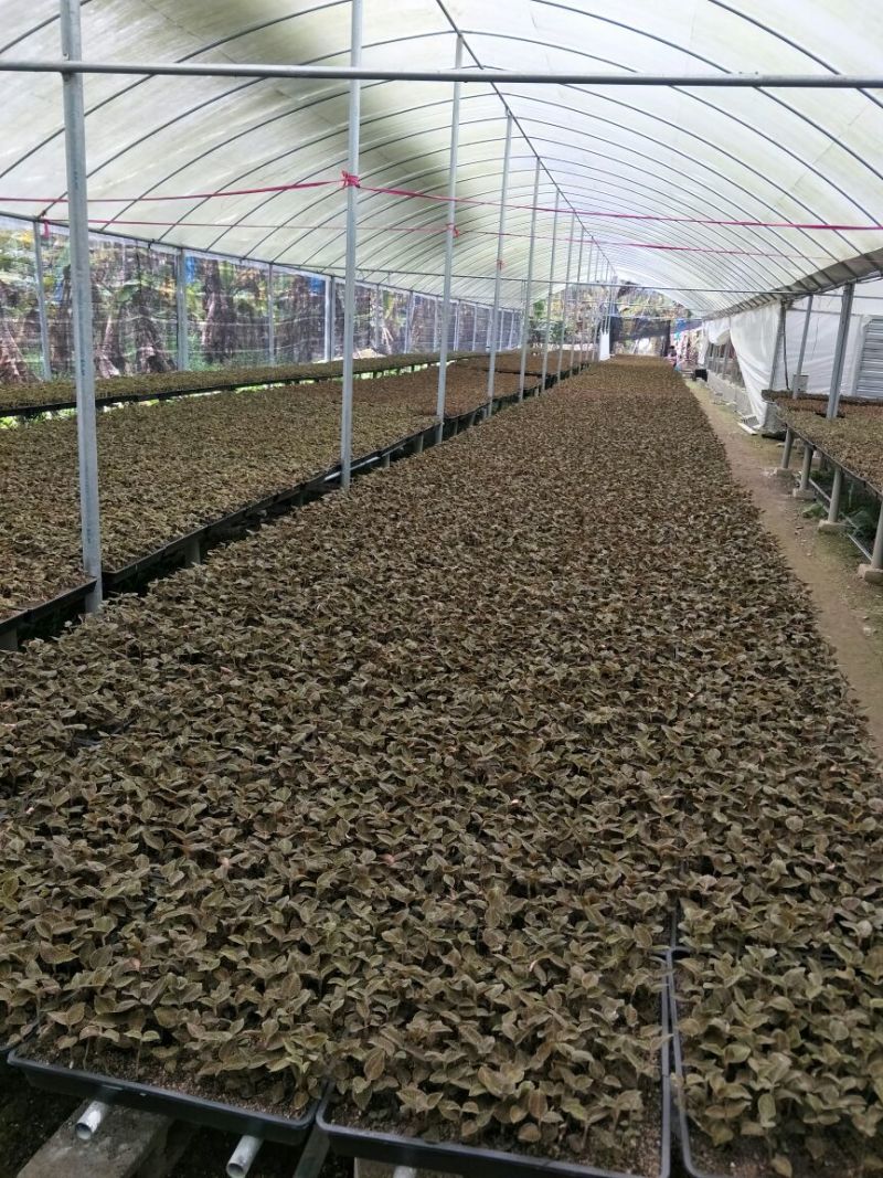 【闽之宝】金线莲干品本地红霞种植干品干货整株干品
