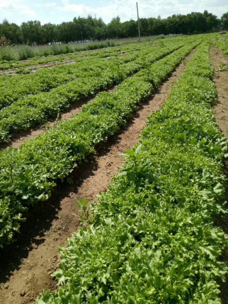 球生菜，叶菜大量上市