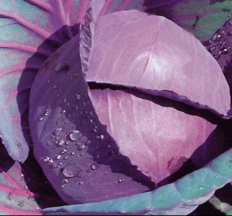 苦菊，叶菜大量上市